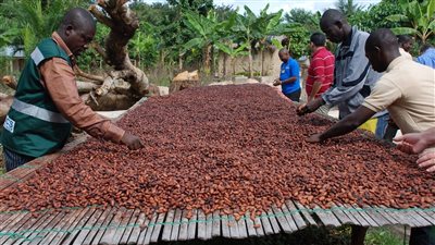 بالتزامن مع تضاعف معدلات التضخم.. غانا تواجه كارثة تهدد صناعة الكاكاو 