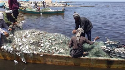 أطنان مهولة سنويًا.. حصيلة مصر من الثروة السمكية تزداد بالآلاف (فيديو)