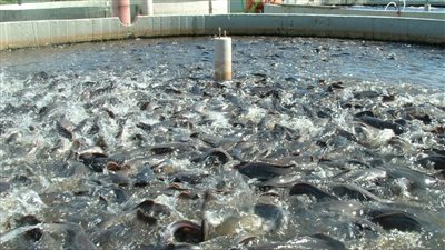 “الثروة السمكية” تعلن استخدام التكنولوجيا في المشروعات وترفع كفاءة البحيرات