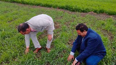 رئيس الإدارة المركزية للإرشاد ووكيل زراعة البحيرة يتفقدان المحاصيل الشتوية 
