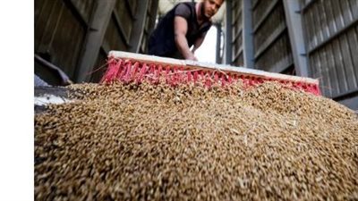 واردات مصر من القمح ترتفع 30% خلال 2023