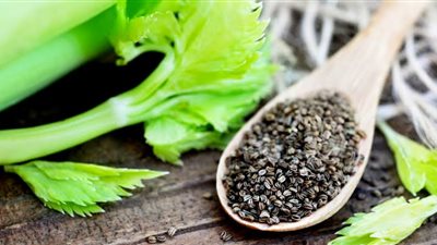 ٦ فوائد لبذور الكرفس لم يعرفها الكثير|أبرزها تقي من التهابات المسالك البولية