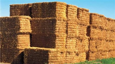 أسعار الأعلاف خلال تعاملات اليوم الجمعة.. 300 جنيه زيادة بالطن