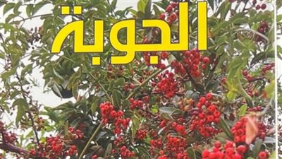 الجوبة الثقافية تكشف عن عدد جديد وتقدم قراءة في رواية حجر السعادة