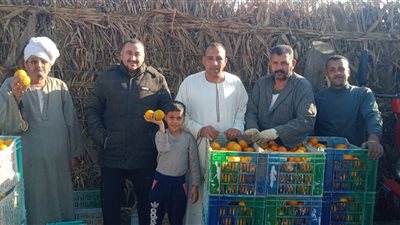 شاهد| فرحة مزارعو القليوبية بحصاد محصول البرتقال