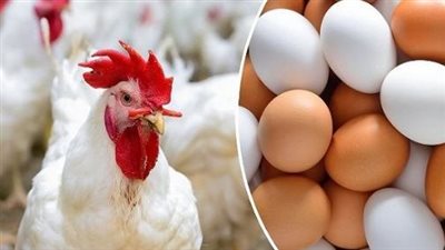 تحرك جديد في أسعار الدواجن اليوم الاثنين.. كلمة السر الأعلاف