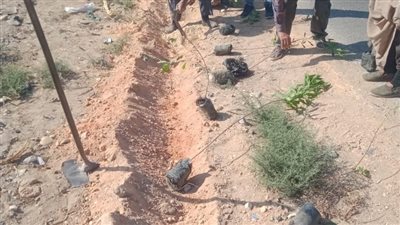 زراعة أشجار مثمرة وزينة بالمنيا 