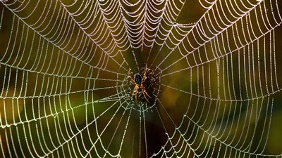 علماء يحولون خيوط العنكبوت إلى موسيقى (فيديو)