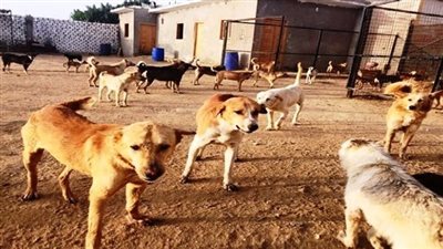 بالتعاون مع منظمة الفاو.. إطلاق اكبر حملة لجمع وايواء الكلاب الضالة داخل شيلتر بالعبور