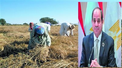  عضو الغرفة التجارية بكفر الشيخ : قش الأرز ثروة قومية وله منافع كثيرة 