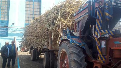 التموين تستهدف استصلاح 120 ألف فدان لزراعة قصب السكر بــ 6 محافظات