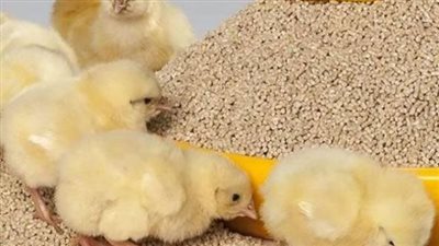 أسعار الكتاكيت اليوم الأحد بالمزرعة.. وقفزة للأبيض