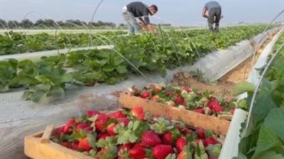 الذهب الأحمر.. الفرحة تملأ الغيطان أثناء حصاد فاكهة الفراولة