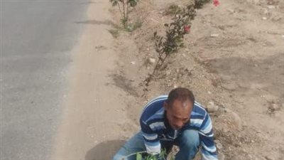 زراعة أشجار مثمرة وزينة بالمنيا 