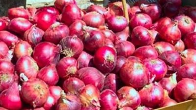 علشان تعرف تصدر.. أهم المعاملات الزراعية في حصاد محصول البصل 