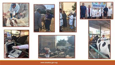 قافلة طبية علاجية بيطرية مجانية بقرية حوض نجيح في الشرقية