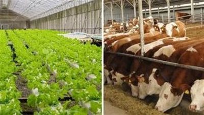 الزراعة تكثف جهودها للحفاظ على الثروة الحيوانية