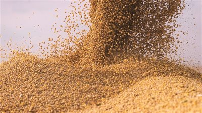 أسعار الأعلاف صباح اليوم الأربعاء في الأسواق المحلية