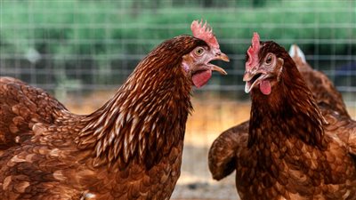 أسعار الدواجن اليوم الأربعاء بالمزرعة