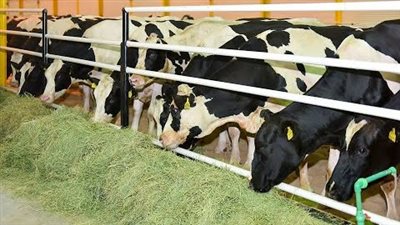 أسعار اللحوم اليوم الأربعاء من أرض المزرعة