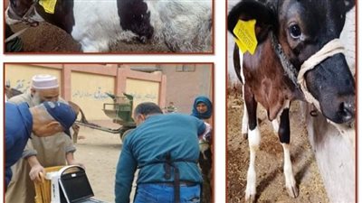 تلقيح إصطناعي لـ  1718 رأس ماشية بالشرقية 