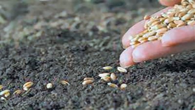 لعنة الاحتكار تطارد التقاوى الزراعية