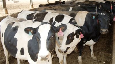 أسعار اللحوم اليوم الخميس بالمزرعة والأسواق المصرية