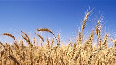 زراعة الشرقية: وصلنا لـ 94% من المستهدف لمحصول القمح