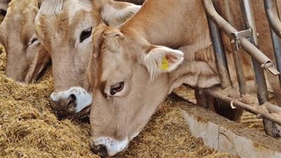 أسعار الأعلاف اليوم الجمعة في الأسواق ولدى تاجر الجملة