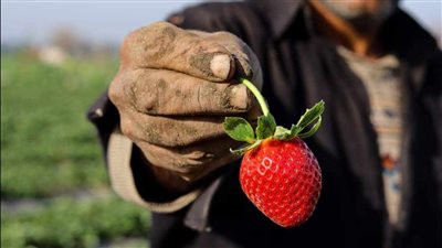 يافراولة مين يشتريكي.. ارتفاع أسعار الفاكهة الحمراء وعزوف المواطنين عن الشراء