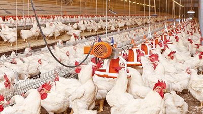 عميد الطب البيطري الأسبق يكشف حقيقة إعطاء حبوب منع الحمل للدواجن