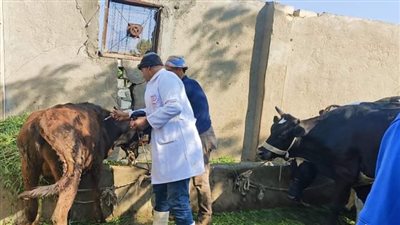 بيطري الأقصر: تحصين 26% من إجمالي الأبقار المستهدف ضد مرض الجلد العقدي
