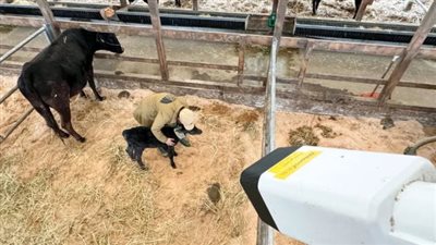 نيكون تطور كاميرا تكتشف موعد ولادة الأبقار