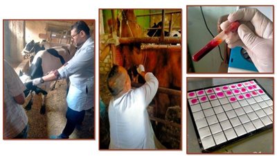 فحص 10200 رأس ماشية ضد البروسيلا والسل البقري في الشرقية