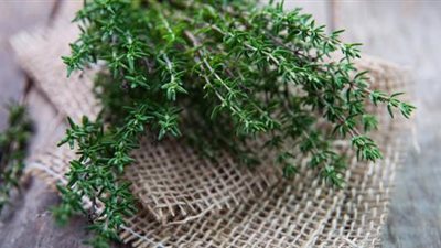 الزعتر.. عشبة صغيرة تقوي المناعة وتحمي من نزلات البرد