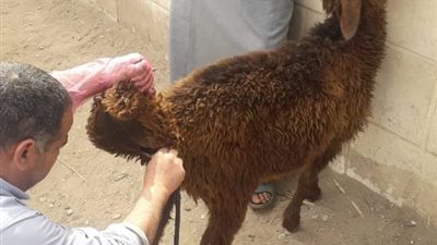 حفاظًا على الثروة الحيوانية.. نشاط مكثف لبيطري الإسماعيلية خلال ديسمبر 2023