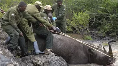  نقل 21 حيوان وحيد قرن أسود إلى محمية لويسابا في كينيا