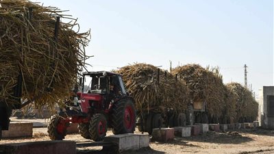 حظر خروج محصول القصب من قنا 