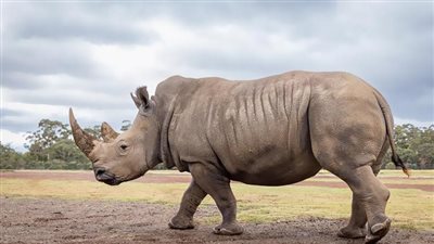  نقل 21 حيوان وحيد قرن أسود إلى محمية لويسابا في كينيا