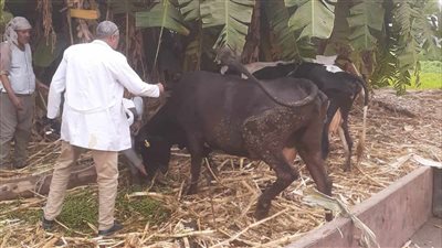 تحصين 352 ألف رأس ماشية بالمنيا 