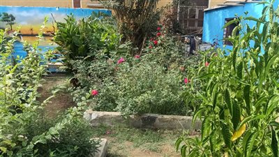 زراعة تعليم قوص تتصدر ثلاث مراكز  بمسابقة أجمل مشتل وحديقة