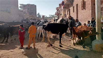 الطب البيطري بالفيوم تواصل تنفيذ حملات تحصين الماشية