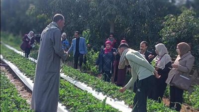الفرق الإرشادية الريفية للمحاصيل الإستراتيجية تجوب 22 محافظة خلال أسبوع 