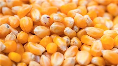 صعود أسعار الذرة الصفراء اليوم الجمعة بنحو 300 جنيه في الطن