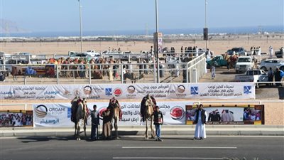 مستشفى بيطرى بشرم الشيخ لخدمة مضمار الهجن