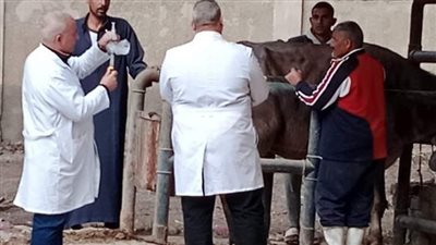 بيطري الشرقية: رش 500 رأس ماشية لمكافحة الطفيليات الخارجية ببني هلال 