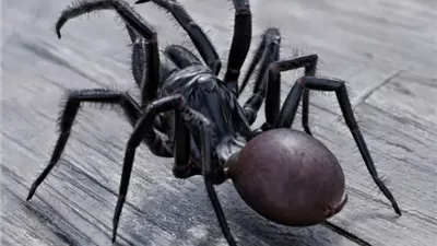 تفاصيل استخدام سم العناكب في علاج أمراض القلب (فيديو)