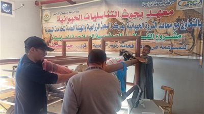 منها التلقيح الاصطناعي .. قافلة بيطرية مجانية لمحافظة أسيوط