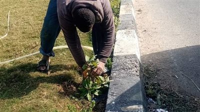 قص وتهذيب ١٢٠ شجرة بمدخل القاهرة الإسماعيلية الصحراوي