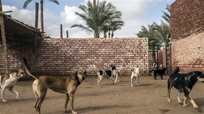 تنظيم حيازة الكلاب والحيوانات الخطرة.. تفاصيل